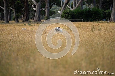 Agricultural farm practicing regenerative farmer, with sheep grazing in field practicing rotational grazing storing carbon in the Stock Photo