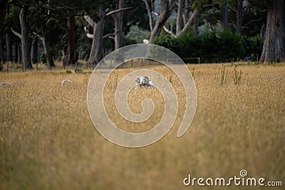 Agricultural farm practicing regenerative farmer, with sheep grazing in field practicing rotational grazing storing carbon in the Stock Photo