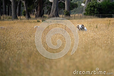 Agricultural farm practicing regenerative farmer, with sheep grazing in field practicing rotational grazing storing carbon in the Stock Photo