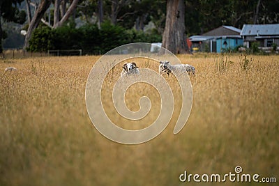 Agricultural farm practicing regenerative farmer, with sheep grazing in field practicing rotational grazing storing carbon in the Stock Photo