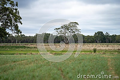 Agricultural farm practicing regenerative farmer, with sheep grazing in field practicing rotational grazing storing carbon in the Stock Photo