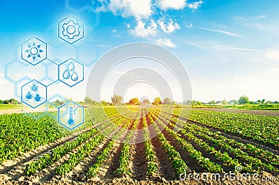 Agricultural field in a clear sunny day. High technologies and innovations in agro-industry. Study quality of soil and crop. Stock Photo