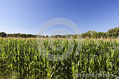 agricultural field with green immature corn Stock Photo