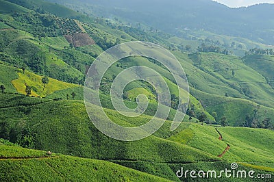 agricultural field on the mountain Stock Photo