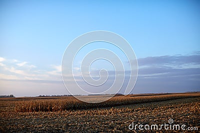 Agricultural field with partly harvested maize Stock Photo