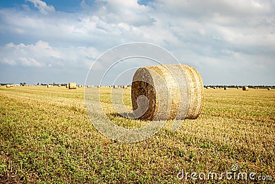 Agricultural field. Round bundles of dry grass in the field Stock Photo