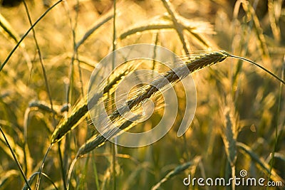 Wheat ripens in agricultural fields in the sun Stock Photo