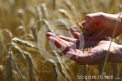 Golden cereals, golden grain in hands Stock Photo