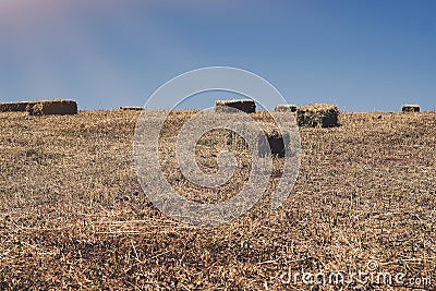 Agricultural field on which wheat harvest gathered. Bales of straw square shape. Stock Photo
