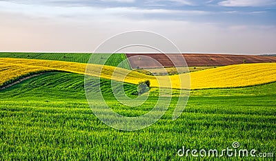 Agricultural fields Stock Photo