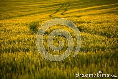 Agricultural fields. Growing wheat in sunset light Stock Photo