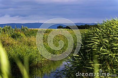 Agricultural fields of plants with irigation canal on sunny morning Stock Photo