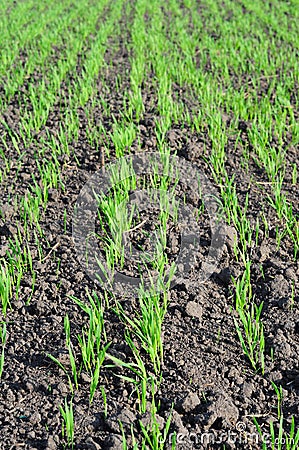Agricultural grain sown field in spring. Early sown barley, wheat, rye, or late sown barley with young shoots in spring Stock Photo
