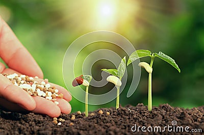 Agricultural hand nurturing fertilizer plant growing step on soil in garden Stock Photo