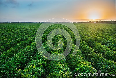 Agricultural industry farm growing genetically modified food on field. Stock Photo