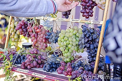 Agricultural industry. Street Traditional fair. Showcase with pomegranates ripe grapes. Buyer hand plucks berries of different Stock Photo