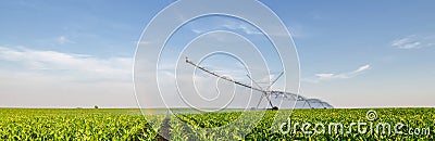 Agricultural irrigation system watering corn field in summer Stock Photo