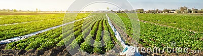 Agricultural land with potato plantations. Growing organic vegetables in the field. Vegetable rows. Agriculture. Farming. Stock Photo