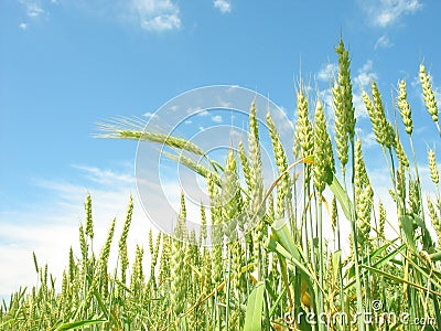 Agricultural landscape. Stock Photo