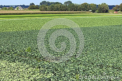 Agricultural landscape with Cabbage and Corn Field Stock Photo