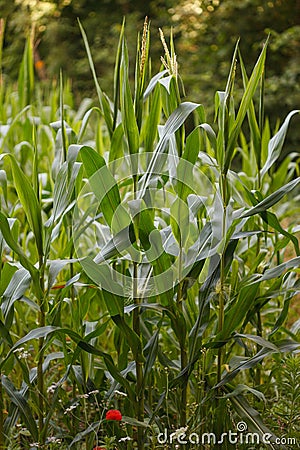 Agricultural landscape with corn plants maize with green leaves in small organic farm field Stock Photo