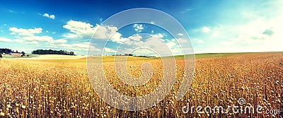 Agricultural landscape with flax seed field. Nature background Stock Photo