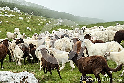 Agricultural landscape flock of sheeps Stock Photo