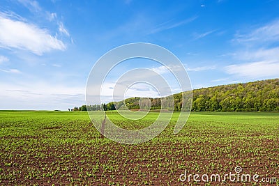 Agricultural landscape with growing crops in early summer Stock Photo