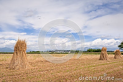 Agricultural landscape. Sheaves of wheat. Stock Photo