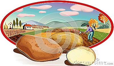 Agricultural landscape and some potatoes. Vector Illustration