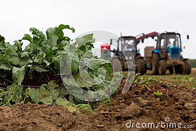 Harvesting on a beet field Stock Photo