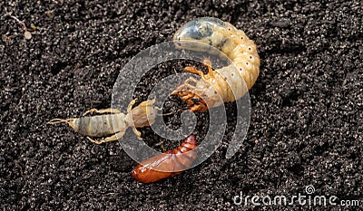 Agricultural pests on the soil. May bug larvae, pupa moth and european mole cricket Stock Photo