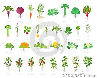 Agricultural plant icon set. Vector farm plants. Beets cabbage carrots potatoes celery garlic and many other. Popular vegetables Stock Photo