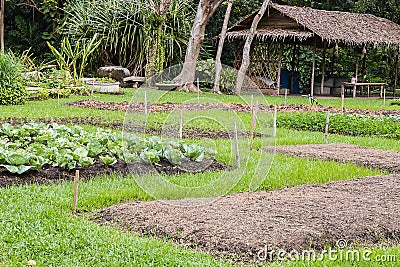 Agricultural plots Stock Photo