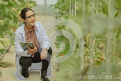 Agricultural researchers develop crop calendars and workflows to enhance melon production. Grades, organizes, selects, and picks Stock Photo