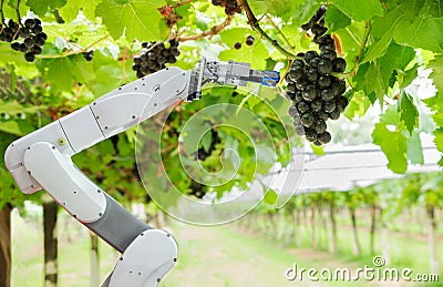 Agricultural robot assistant harvesting grapes to analyze the grape growth, Smart farm concept Stock Photo