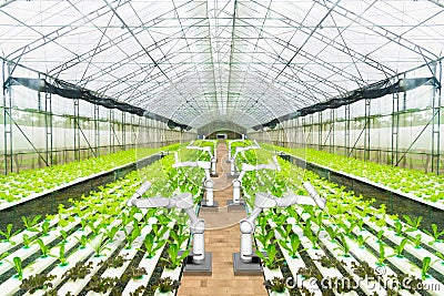 Agricultural robot water spraying or detect weed in hydroponic garden, Technology smart farm concept Stock Photo