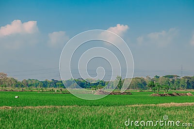 Beautiful wide expanse of rice fields in Sukoharjo, Central Java, Stock Photo