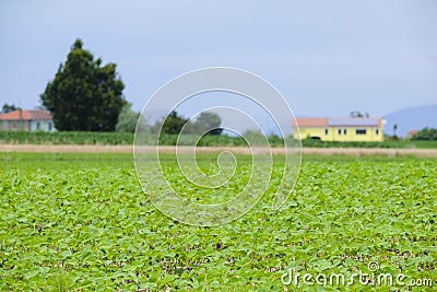 agricultural summer landscape Stock Photo