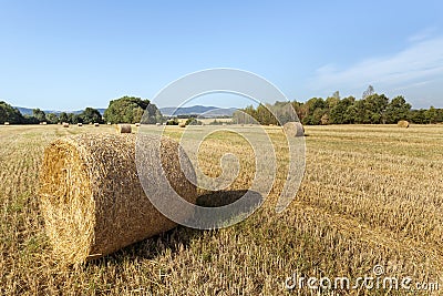 Agricultural summer landscape Stock Photo