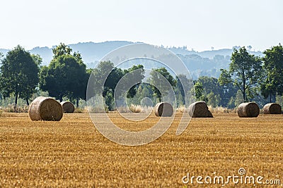 Agricultural summer landscape Stock Photo