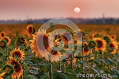 Agricultural summer landscape with sunflowers and evening sky Stock Photo