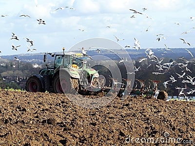 Agricultural tractor plowing field with gulls in attendance Editorial Stock Photo