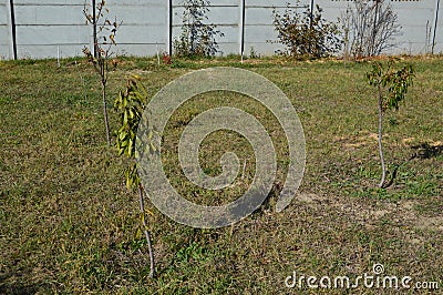 Agricultural tree planting in autumn in the ground Stock Photo