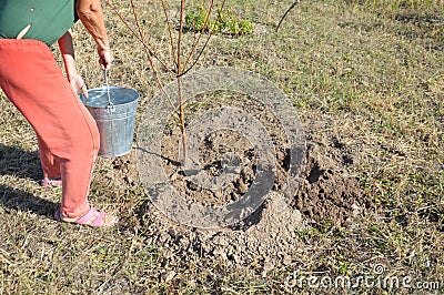 Agricultural tree planting in autumn in the ground Stock Photo