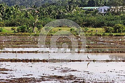 Agricultural tropical landscape Stock Photo
