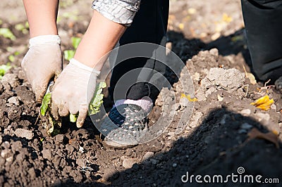 Agricultural worker Stock Photo