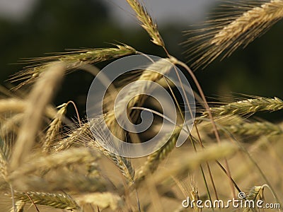 Agriculture Stock Photo