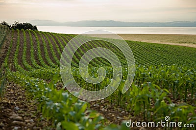 Agriculture Stock Photo