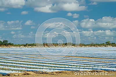 Crops covered with plastic film Stock Photo